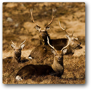 Sika Deer